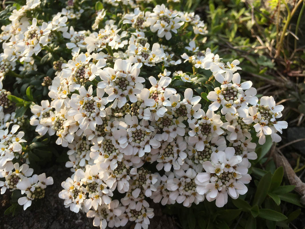 Iberis sempervirens photo